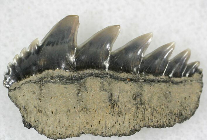 Fossil Cow Shark (Notorynchus) Tooth - Maryland #21315